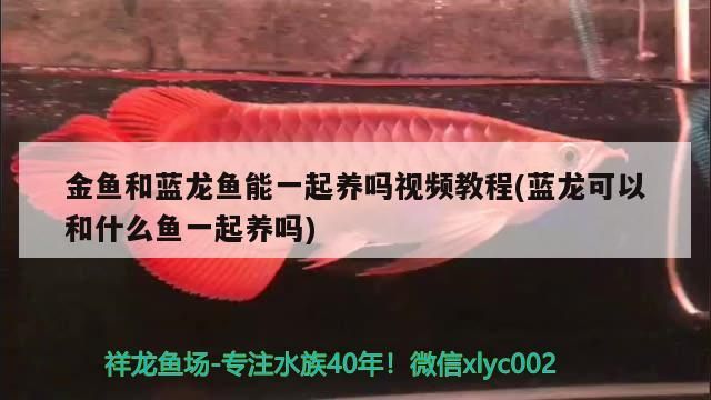 金魚和藍(lán)龍魚能一起養(yǎng)嗎視頻教程(藍(lán)龍可以和什么魚一起養(yǎng)嗎)（金魚和藍(lán)龍魚可以一起養(yǎng)嗎、金魚和藍(lán)龍魚能一起養(yǎng)嗎） 金魚和藍(lán)龍魚能一起養(yǎng)嗎視頻教程(藍(lán)龍可以和什么魚一起養(yǎng)嗎)（金魚和藍(lán)龍魚可以一起養(yǎng)嗎、金魚和藍(lán)龍魚能一起養(yǎng)嗎） 觀賞魚百科