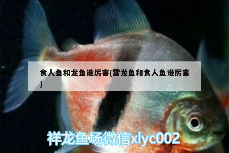 食人魚和龍魚誰厲害(雷龍魚和食人魚誰厲害)（食人魚和龍魚誰厲害）
