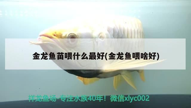 金龍魚苗喂什么最好(金龍魚喂啥好)（金龍魚喂什么飼料最好）