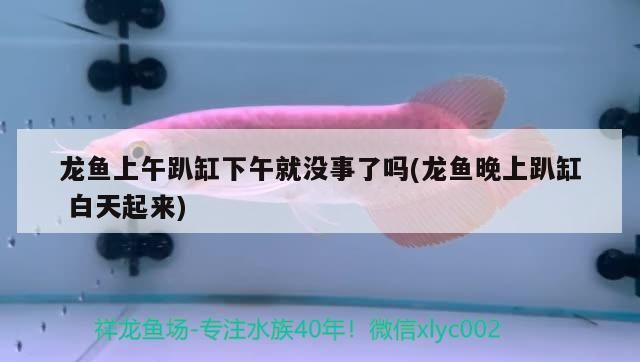龍魚養死了(龍魚死了是不是不好)（龍魚上午趴缸下午就沒事了嗎）