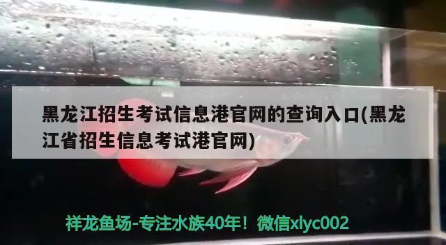 黑龍江招生考試信息港官網的查詢入口(黑龍江省招生信息考試港官網)（黑龍江省招生考試信息港官網查詢入口）