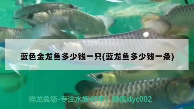 藍色金龍魚多少錢一只(藍龍魚多少錢一條)（藍色金龍魚多少錢一只） 藍色金龍魚多少錢一只(藍龍魚多少錢一條)（藍色金龍魚多少錢一只） 觀賞魚百科 第3張