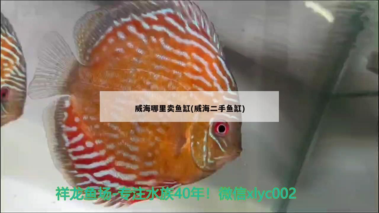 威海哪里賣魚缸(威海二手魚缸)（威海二手魚缸、威海哪里賣魚缸）