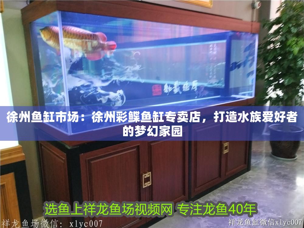 徐州魚缸市場：徐州彩鰈魚缸專賣店，打造水族愛好者的夢幻家園（彩鰈魚缸專賣店）