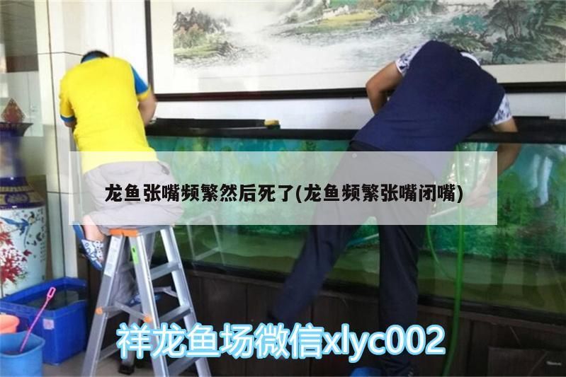 紅龍魚 龍魚張嘴頻繁然后死了(龍魚頻繁張嘴閉嘴)(關(guān)于龍魚張嘴的問題) 觀賞魚百科 龍魚張嘴頻繁然后死了(龍魚頻繁張嘴閉嘴)(關(guān)于龍魚張嘴的問題) 龍魚張嘴頻繁然后死了(龍魚頻繁張嘴閉嘴)(關(guān)于龍魚張嘴的問題) 觀賞魚百科