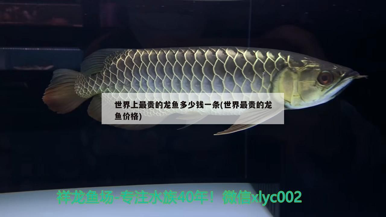 魚缸 世界上最貴的龍魚多少錢一條(世界最貴的龍魚價格)(世界上最貴的觀賞魚) 觀賞魚百科 世界上最貴的龍魚多少錢一條(世界最貴的龍魚價格)(世界上最貴的觀賞魚) 世界上最貴的龍魚多少錢一條(世界最貴的龍魚價格)(世界上最貴的觀賞魚) 觀賞魚百科