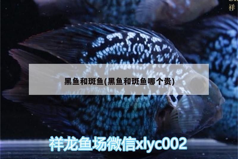 黑魚和斑魚(黑魚和斑魚哪個貴)（space黑魚和石斑魚和石斑魚的區別）