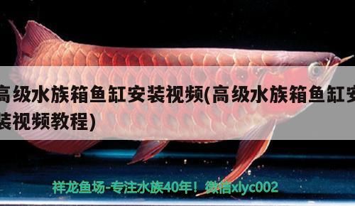 高級(jí)水族箱魚缸安裝視頻(高級(jí)水族箱魚缸安裝視頻教程)（高級(jí)水族箱魚缸安裝教程）
