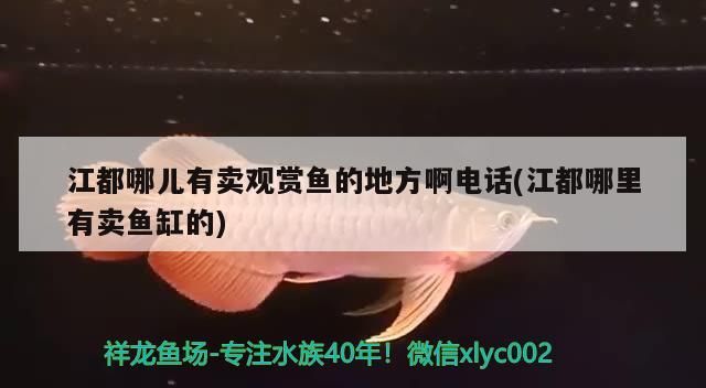 江都哪兒有賣觀賞魚的地方啊電話(江都哪里有賣魚缸的)（江都哪兒有賣觀賞魚的地方啊） 江都哪兒有賣觀賞魚的地方啊電話(江都哪里有賣魚缸的)（江都哪兒有賣觀賞魚的地方啊） 觀賞魚百科