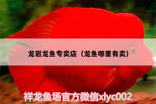 龍巖龍魚專賣店（龍魚哪里有賣）（關于龍巖龍魚專賣店和龍魚哪里有賣的介紹）