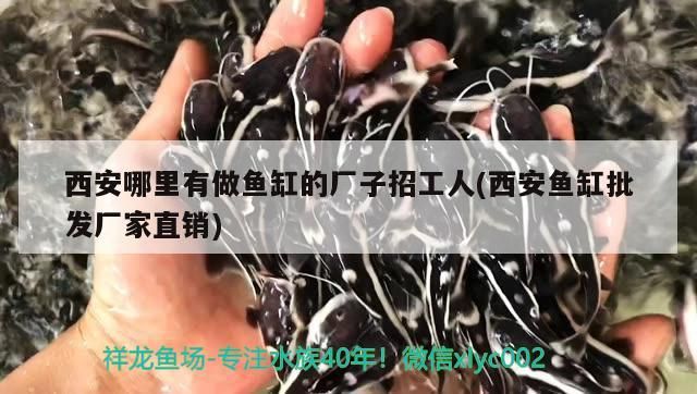西安哪里有做魚缸的廠子招工人(西安魚缸批發廠家直銷)（西安哪里有做魚缸的廠子）