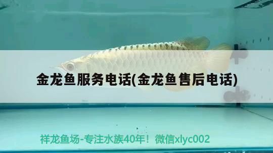 金龍魚服務電話(金龍魚售后電話)（關于金龍魚服務電話的一些事） 金龍魚服務電話(金龍魚售后電話)（關于金龍魚服務電話的一些事） 觀賞魚百科