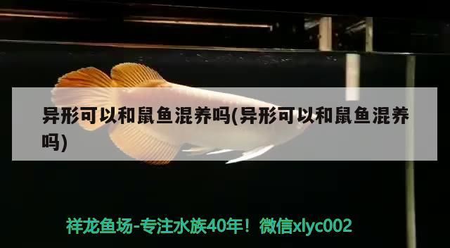 異形可以和鼠魚混養嗎(異形可以和鼠魚混養嗎)（異形可以和鼠魚混養嗎）
