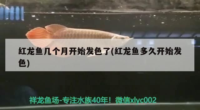 印尼虎魚多少溫度飼養最好:印尼虎魚多少溫度飼養最好印尼虎魚多少溫度飼養最好 紅龍魚幾個月開始發色了(紅龍魚多久開始發色)(紅龍魚幾個月開始發色) 觀賞魚百科 紅龍魚幾個月開始發色了(紅龍魚多久開始發色)(紅龍魚幾個月開始發色) 紅龍魚幾個月開始發色了(紅龍魚多久開始發色)(紅龍魚幾個月開始發色) 觀賞魚百科