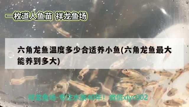 六角龍魚溫度多少合適養小魚(六角龍魚最大能養到多大)（六角龍魚怎么養）