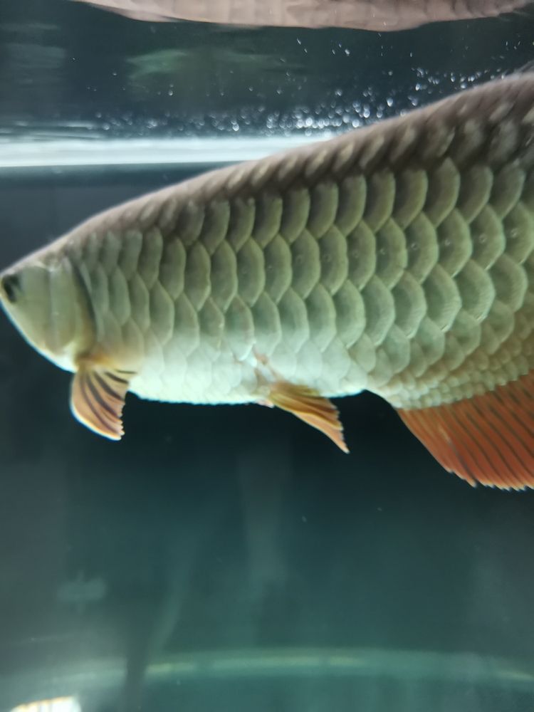 問一下魚友們，這龍魚是不是生病了，應(yīng)該怎樣治療？[kelian][kelian]（關(guān)于龍魚健康診斷與治療指南） 問一下魚友們，這龍魚是不是生病了，應(yīng)該怎樣治療？[kelian][kelian]（關(guān)于龍魚健康診斷與治療指南） 觀賞魚百科 第3張