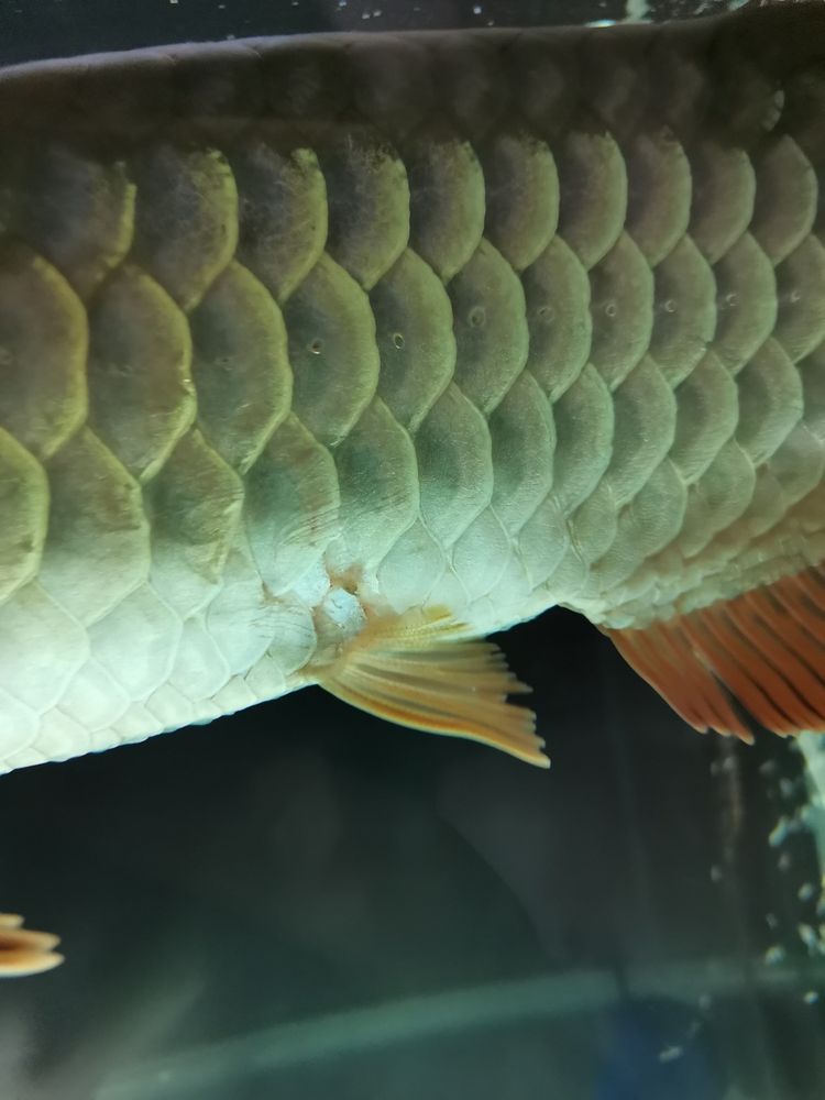 問一下魚友們，這龍魚是不是生病了，應(yīng)該怎樣治療？[kelian][kelian]（關(guān)于龍魚健康診斷與治療指南） 問一下魚友們，這龍魚是不是生病了，應(yīng)該怎樣治療？[kelian][kelian]（關(guān)于龍魚健康診斷與治療指南） 觀賞魚百科 第4張
