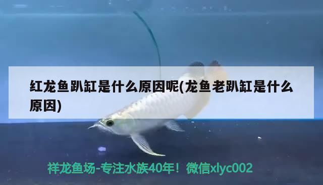 翹頭來也（“翹頭來也”不僅是一個簡單的動作描述，更是一種生活哲學） 翹頭來也（“翹頭來也”不僅是一個簡單的動作描述，更是一種生活哲學） 觀賞魚百科 第2張