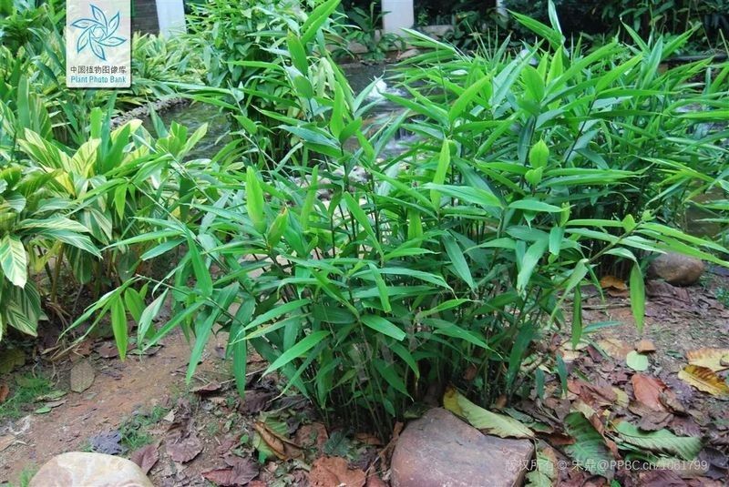 益智仁有哪些功效和作用？（智商測試神農(nóng)小分隊益智仁的功效與作用與作用）
