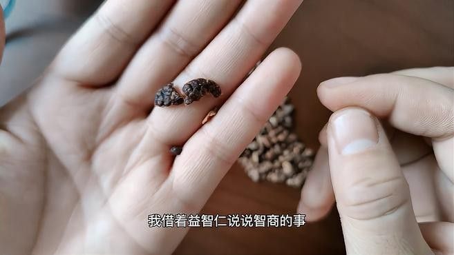 益智仁有哪些功效和作用？（智商測試神農(nóng)小分隊益智仁的功效與作用與作用）