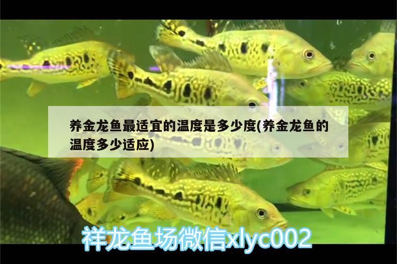養金龍魚最適宜的溫度是多少度(養金龍魚的溫度多少適應)（養金龍魚最適宜的溫度是多少度） 養金龍魚最適宜的溫度是多少度(養金龍魚的溫度多少適應)（養金龍魚最適宜的溫度是多少度） 觀賞魚百科
