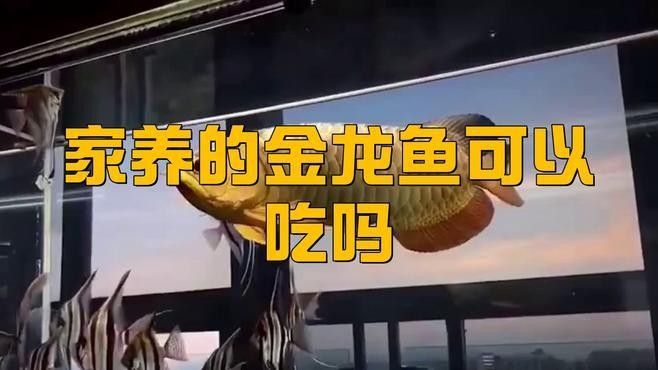 金龍魚吃小蝌蚪需要煮熟嗎？（開封市社科聯“揭秘金龍魚快速成長秘訣:科學喂食與慢養原則）