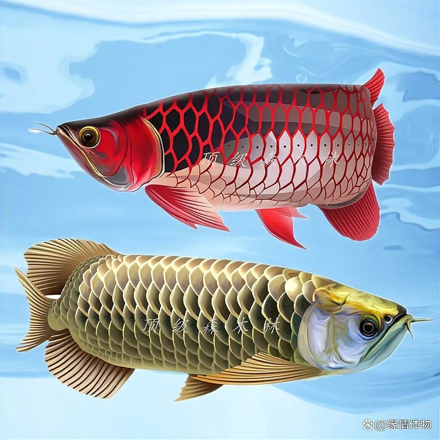 紅龍魚苗的最佳購買時機 紅龍魚苗的最佳購買時機 龍魚百科 第8張