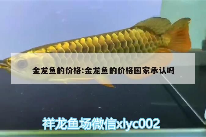金龍魚(yú)的價(jià)格:金龍魚(yú)的價(jià)格國(guó)家承認(rèn)嗎