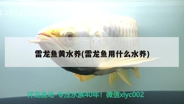 魚缸過濾器選購指南:自制魚缸過濾器魚缸上置過濾器對于養魚愛好者的必備知識 雷龍魚黃水養(雷龍魚用什么水養)(雷龍魚黃水養的介紹) 觀賞魚百科 雷龍魚黃水養(雷龍魚用什么水養)(雷龍魚黃水養的介紹) 雷龍魚黃水養(雷龍魚用什么水養)(雷龍魚黃水養的介紹) 觀賞魚百科