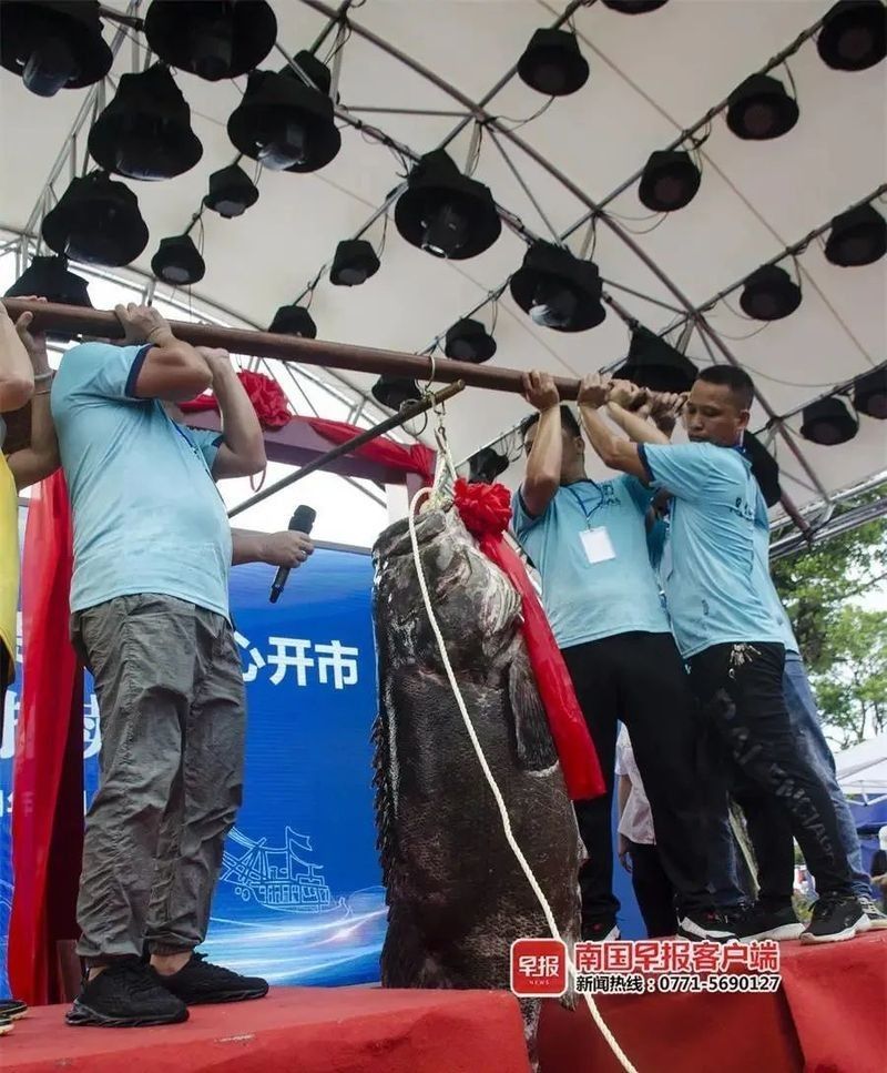 北海龍魚的價格是多少（北海龍魚市場價格波動大嗎北海龍魚價格波動大嗎） 北海龍魚的價格是多少（北海龍魚市場價格波動大嗎北海龍魚價格波動大嗎） 龍魚百科 第13張