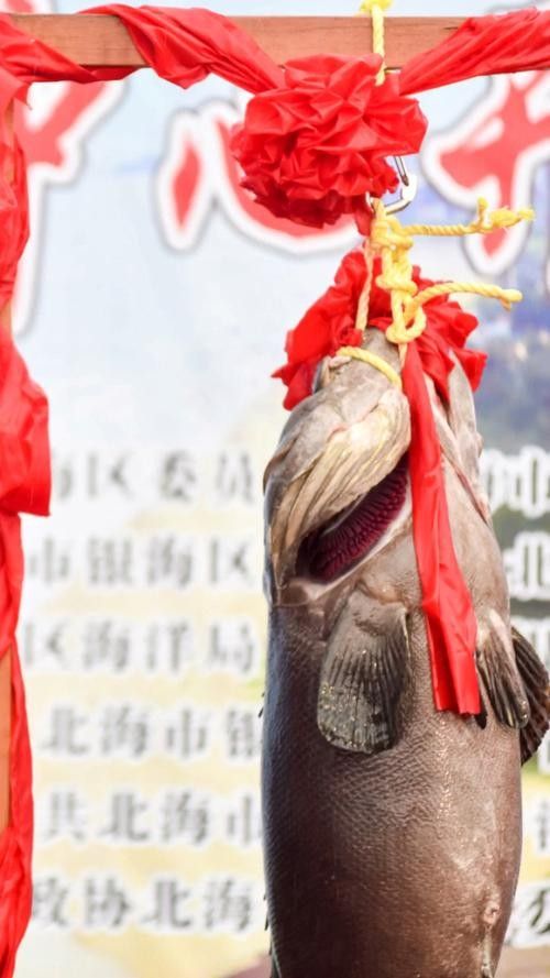 北海龍魚的價格是多少（北海龍魚市場價格波動大嗎北海龍魚價格波動大嗎） 北海龍魚的價格是多少（北海龍魚市場價格波動大嗎北海龍魚價格波動大嗎） 龍魚百科 第9張