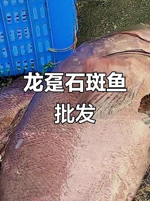北海龍魚的價格是多少（北海龍魚市場價格波動大嗎北海龍魚價格波動大嗎） 北海龍魚的價格是多少（北海龍魚市場價格波動大嗎北海龍魚價格波動大嗎） 龍魚百科 第8張