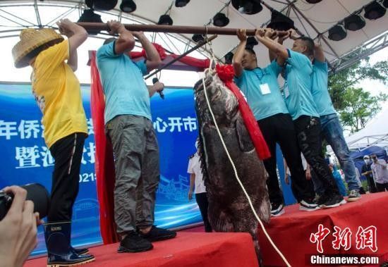 北海龍魚的價格是多少（北海龍魚市場價格波動大嗎北海龍魚價格波動大嗎） 北海龍魚的價格是多少（北海龍魚市場價格波動大嗎北海龍魚價格波動大嗎） 龍魚百科 第12張