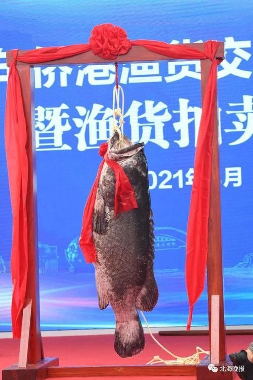 北海龍魚的價格是多少（北海龍魚市場價格波動大嗎北海龍魚價格波動大嗎） 北海龍魚的價格是多少（北海龍魚市場價格波動大嗎北海龍魚價格波動大嗎） 龍魚百科 第7張