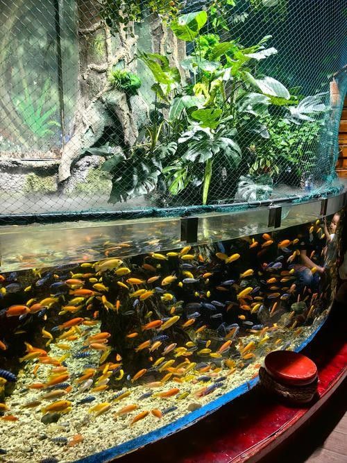犍為哪個(gè)水族館龍魚好？祥龍魚場(chǎng)龍魚（北京犍為地區(qū)水族館及祥龍魚場(chǎng)的專業(yè)培育情況） 犍為哪個(gè)水族館龍魚好？祥龍魚場(chǎng)龍魚（北京犍為地區(qū)水族館及祥龍魚場(chǎng)的專業(yè)培育情況） 龍魚百科 第4張