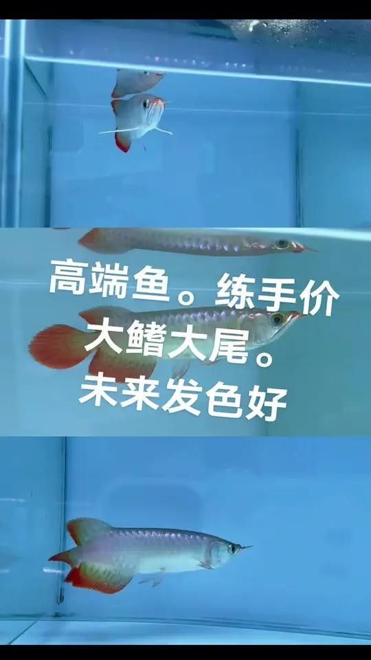 犍為哪個(gè)水族館龍魚好？祥龍魚場(chǎng)龍魚（北京犍為地區(qū)水族館及祥龍魚場(chǎng)的專業(yè)培育情況） 犍為哪個(gè)水族館龍魚好？祥龍魚場(chǎng)龍魚（北京犍為地區(qū)水族館及祥龍魚場(chǎng)的專業(yè)培育情況） 龍魚百科 第10張