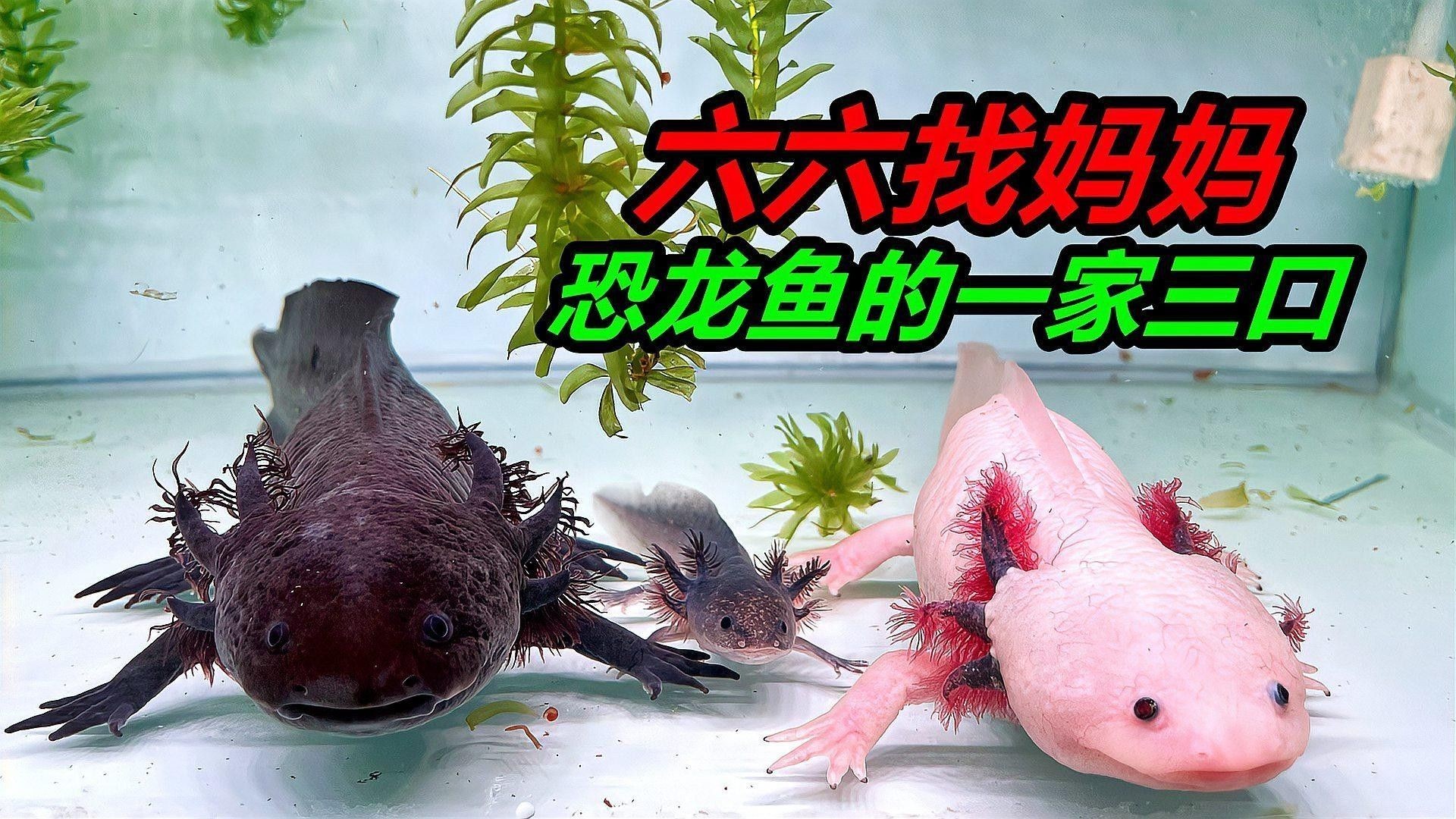 恐龍魚和羅漢魚混養(yǎng)需要多大的魚缸（魚和羅漢魚混養(yǎng)需要多大的魚缸，恐龍魚和羅漢魚混養(yǎng)方法）