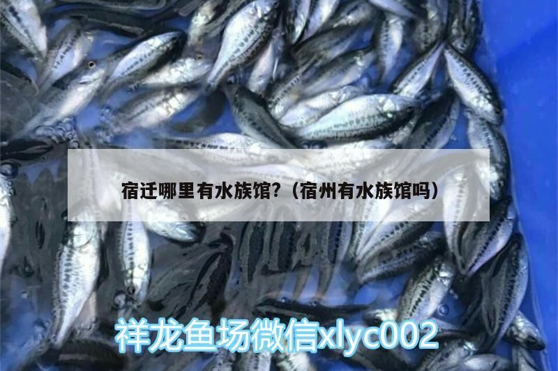 龍魚干蝦有營養嗎 宿遷哪里有水族館?(宿州有水族館嗎) 觀賞魚百科 宿遷哪里有水族館?(宿州有水族館嗎) 宿遷哪里有水族館?(宿州有水族館嗎) 觀賞魚百科