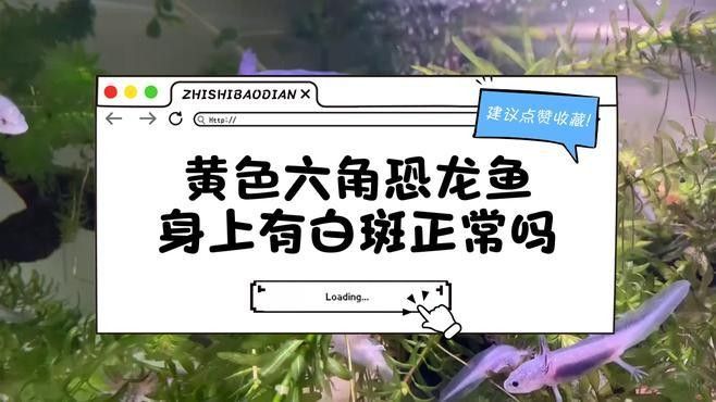 龍魚鱗片發(fā)白會傳染嗎（龍魚鱗片發(fā)白怎么辦）