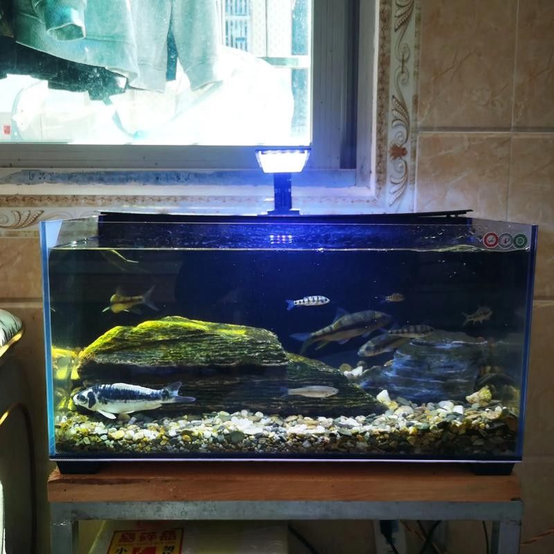 推薦一些適合60×30魚缸的中型魚（60×30厘米的魚缸適合養(yǎng)什么魚）