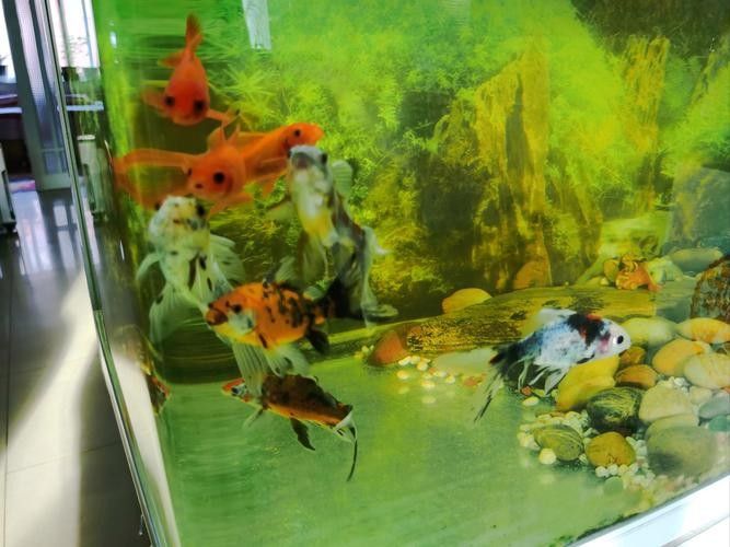 推薦一些適合60×30魚缸的中型魚（60×30厘米的魚缸適合養(yǎng)什么魚）