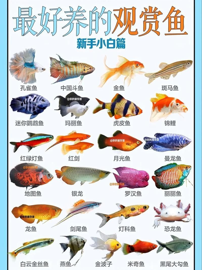 金龍魚(yú)擺件中魚(yú)嘴朝哪和金龍魚(yú)擺件魚(yú)嘴朝哪和鰓蓋膜平，如何挑選金龍魚(yú) 金龍魚(yú)擺件中魚(yú)嘴朝哪和金龍魚(yú)擺件魚(yú)嘴朝哪和鰓蓋膜平，如何挑選金龍魚(yú) 觀賞魚(yú)百科 第2張