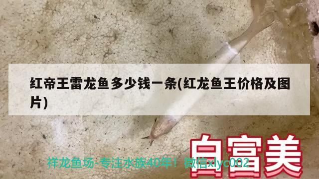 多大的缸能養龍魚(多寬的缸可以養龍魚)