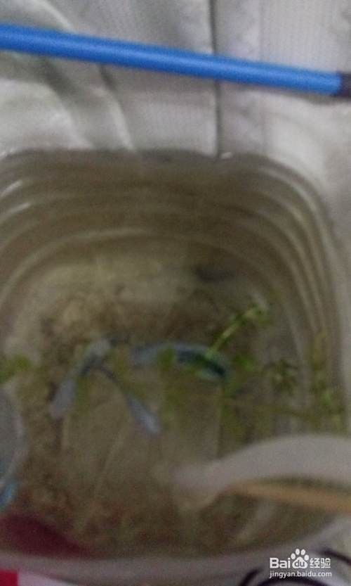 曼龍魚吃水果的最佳時間（曼龍魚吃水果需要注意什么，）