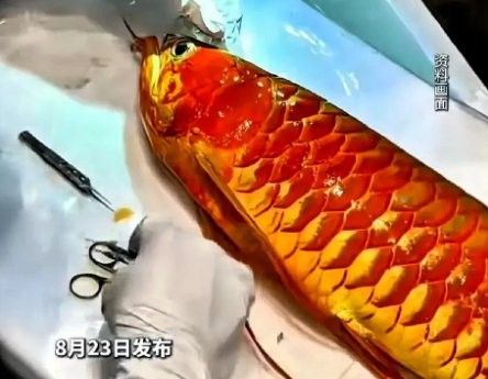 龍魚手術(shù)的費(fèi)用大概是多少