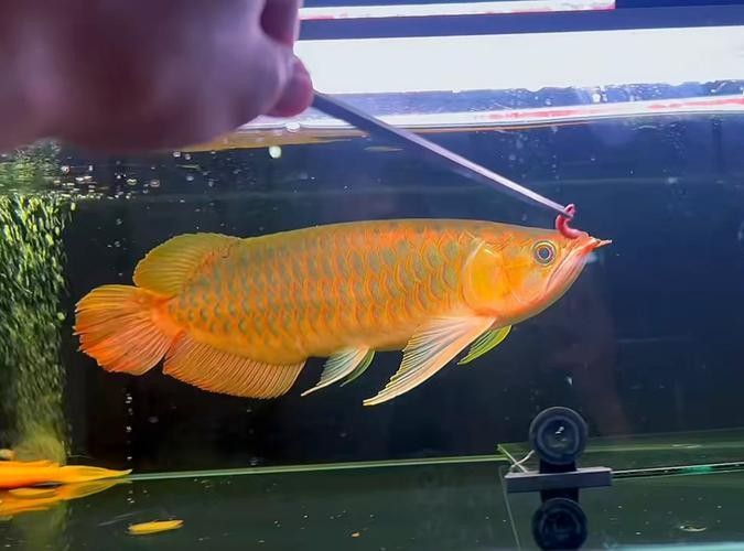 給我一些金龍魚變色的圖片（關于金龍魚變色的圖片資源及相關信息：01:18金龍發色秘籍） 給我一些金龍魚變色的圖片（關于金龍魚變色的圖片資源及相關信息：01:18金龍發色秘籍） 龍魚百科 第10張