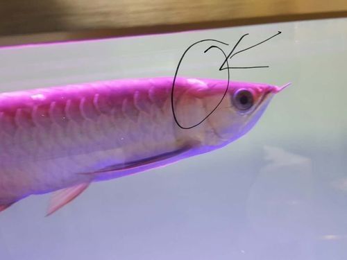 給我一些金龍魚變色的圖片（關于金龍魚變色的圖片資源及相關信息：01:18金龍發色秘籍） 給我一些金龍魚變色的圖片（關于金龍魚變色的圖片資源及相關信息：01:18金龍發色秘籍） 龍魚百科 第13張