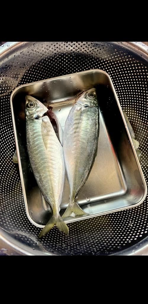 巴浪魚的市場價格是多少（巴浪魚市場價格走勢如何）