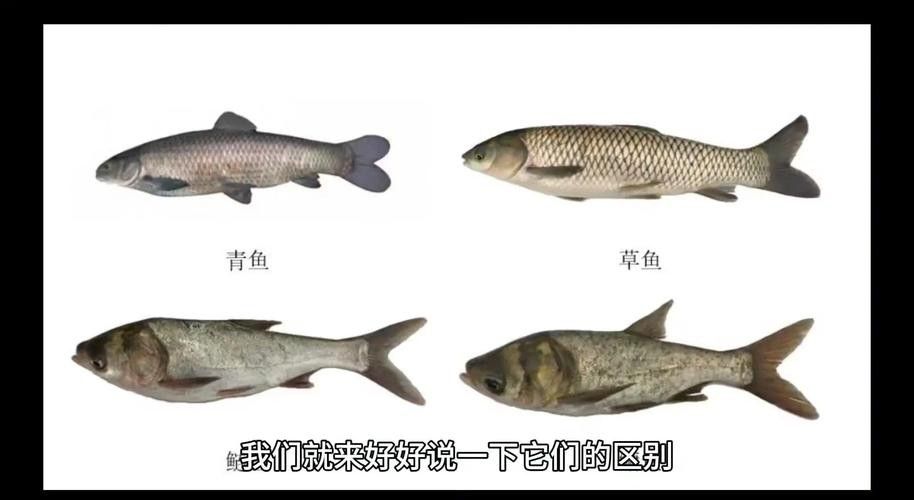 如何挑選健康的青龍魚