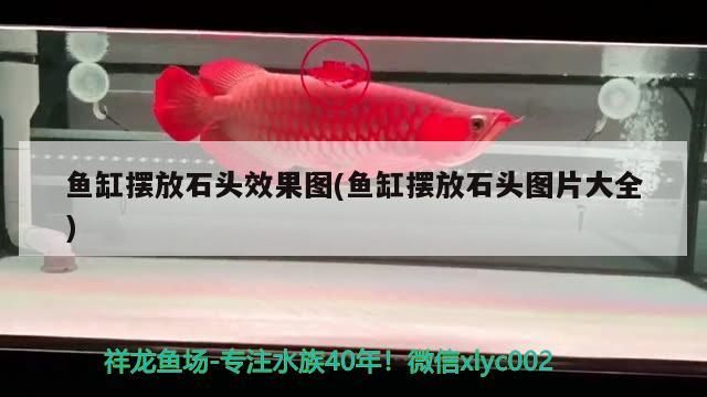 魚缸擺放石頭效果圖(魚缸擺放石頭圖片大全) 魚缸擺放石頭效果圖(魚缸擺放石頭圖片大全) 觀賞魚百科